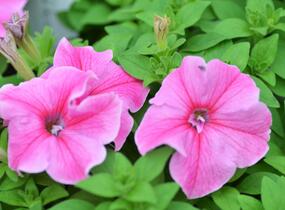 Petúnie 'Pink Vein' - Petunia Surfinia 'Pink Vein'