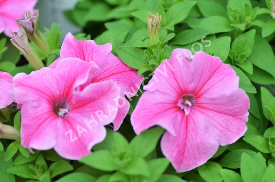 Petúnie 'Pink Vein' - Petunia Surfinia 'Pink Vein'