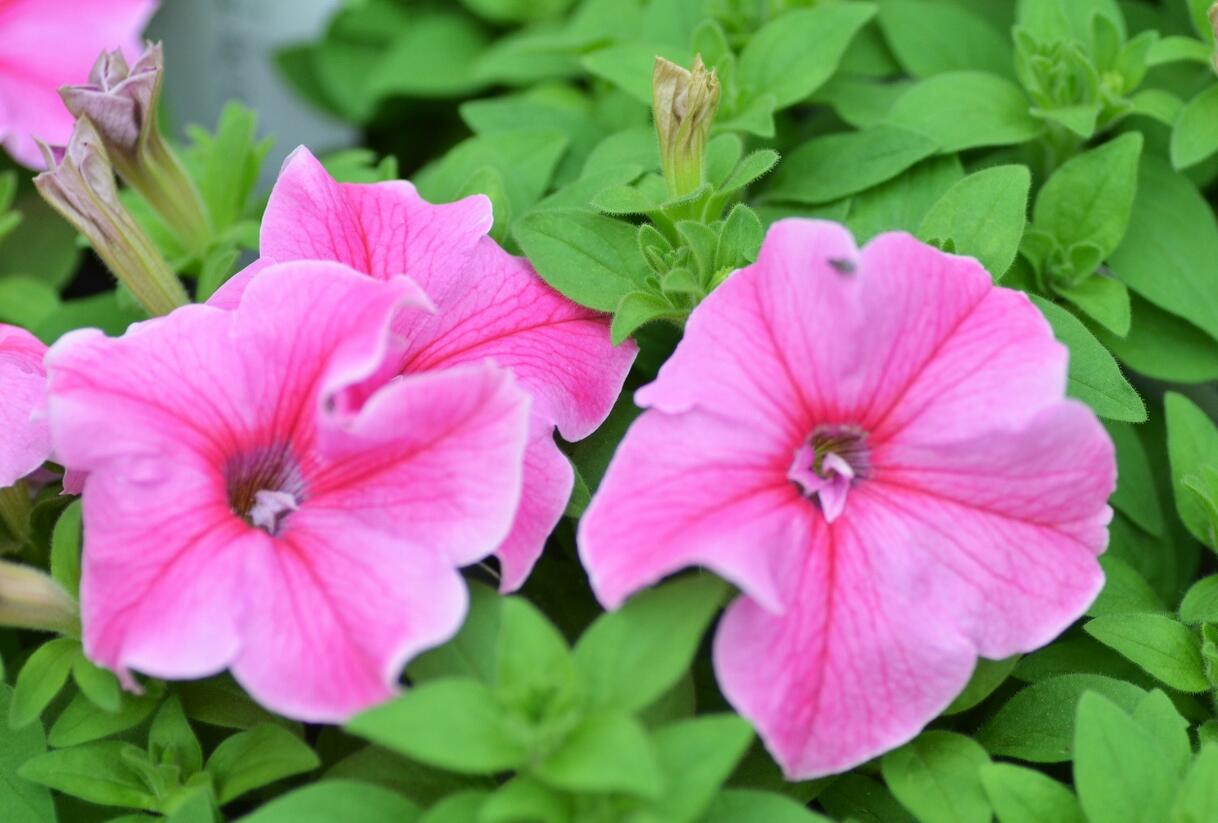 Petúnie 'Pink Vein' - Petunia Surfinia 'Pink Vein'