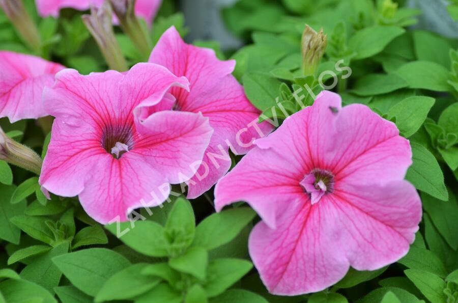 Petúnie 'Pink Vein' - Petunia Surfinia 'Pink Vein'