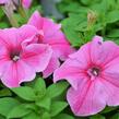 Petúnie 'Pink Vein' - Petunia Surfinia 'Pink Vein'
