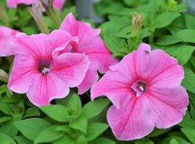 Petúnie 'Pink Vein' - Petunia Surfinia 'Pink Vein'