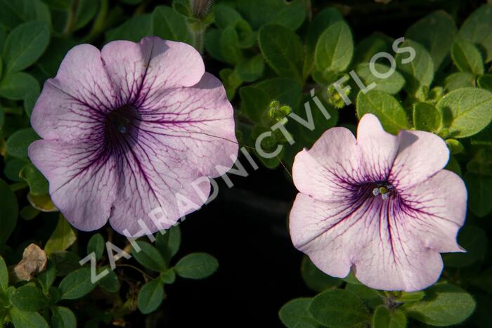 Petúnie 'Purple Vein' - Petunia hybrida Surfinia 'Compact Purple Vein'