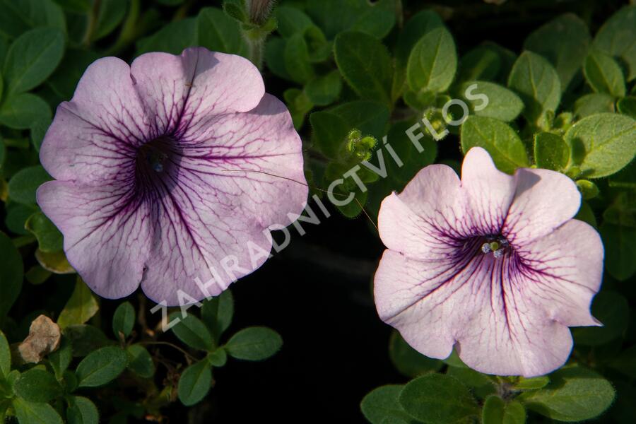 Petúnie 'Purple Vein' - Petunia hybrida Surfinia 'Compact Purple Vein'