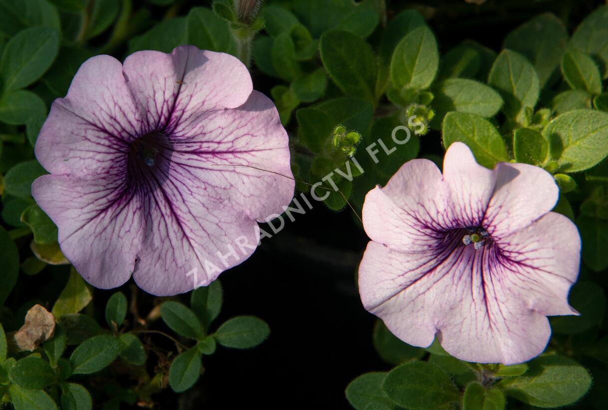 Petúnie, surfínie 'Purple Vein' - Petunia hybrida Surfinia 'Compact Purple Vein'