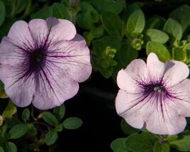 Petúnie, surfínie 'Purple Vein'