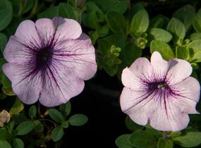 Petúnie, surfínie 'Purple Vein' - Petunia hybrida Surfinia 'Compact Purple Vein'