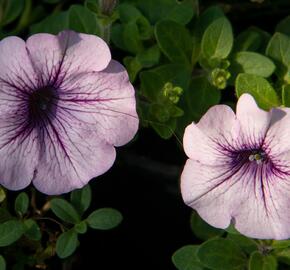 Petúnie 'Purple Vein' - Petunia hybrida Surfinia 'Compact Purple Vein'