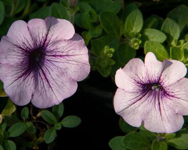Petúnie, surfínie 'Purple Vein'