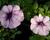 Petúnie, surfínie 'Purple Vein'