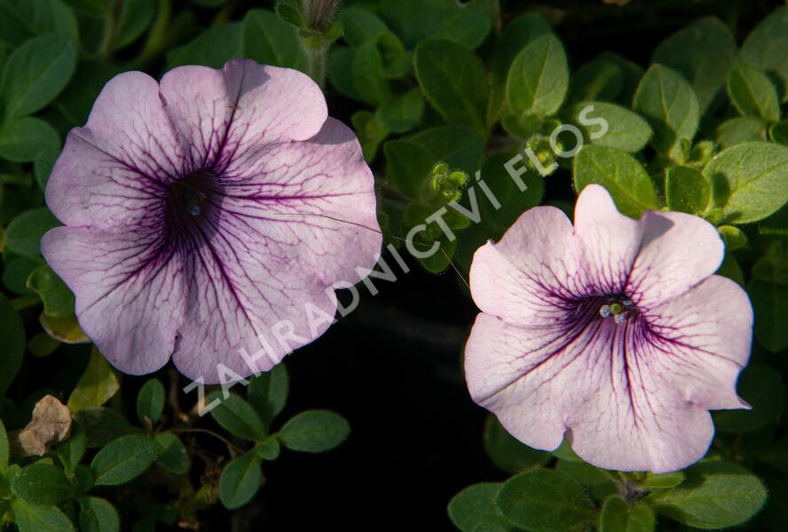 Petúnie, surfínie 'Purple Vein' - Petunia hybrida Surfinia 'Compact Purple Vein'