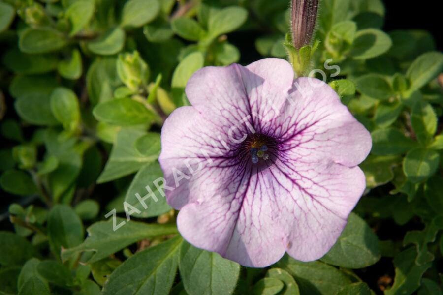Petúnie 'Purple Vein' - Petunia hybrida Surfinia 'Compact Purple Vein'