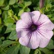 Petúnie 'Purple Vein' - Petunia hybrida Surfinia 'Compact Purple Vein'