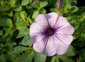 Petúnie, surfínie 'Purple Vein' - Petunia hybrida Surfinia 'Compact Purple Vein'