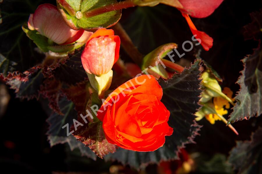 Begónie 'I'conia Portofino Orange' - Begonia 'I'conia Portofino Orange'