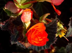 Begónie 'I'conia Portofino Orange' - Begonia 'I'conia Portofino Orange'