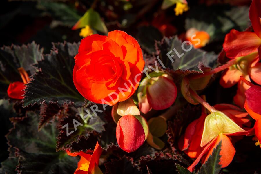 Begónie 'I'conia Portofino Orange' - Begonia 'I'conia Portofino Orange'