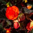 Begónie 'I'conia Portofino Orange' - Begonia 'I'conia Portofino Orange'