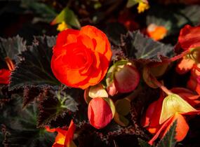 Begónie 'I'conia Portofino Orange' - Begonia 'I'conia Portofino Orange'