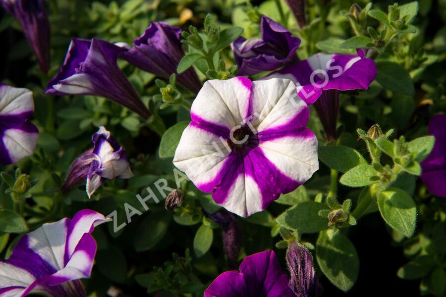Petúnie 'Peppy Blue' - Petunia hybrida 'Peppy Blue'