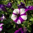 Petúnie 'Peppy Blue' - Petunia hybrida 'Peppy Blue'