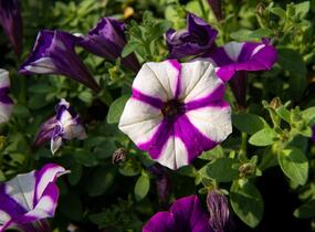 Petúnie 'Peppy Blue' - Petunia hybrida 'Peppy Blue'