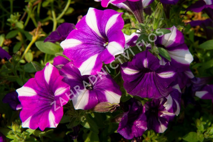 Petúnie 'Peppy Blue' - Petunia hybrida 'Peppy Blue'
