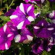 Petúnie 'Peppy Blue' - Petunia hybrida 'Peppy Blue'