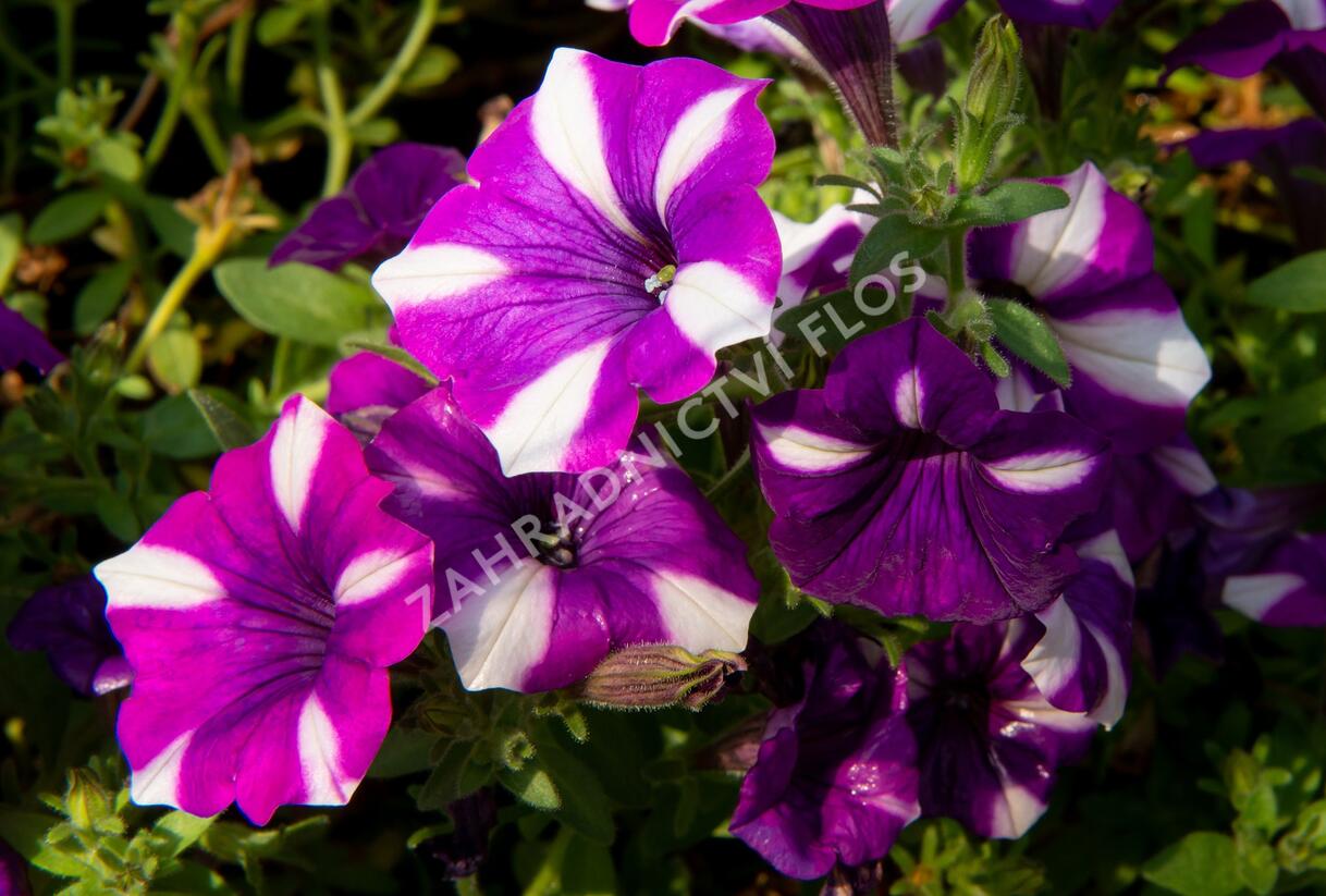 Petúnie 'Peppy Blue' - Petunia hybrida 'Peppy Blue'