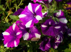 Petúnie 'Peppy Blue' - Petunia hybrida 'Peppy Blue'