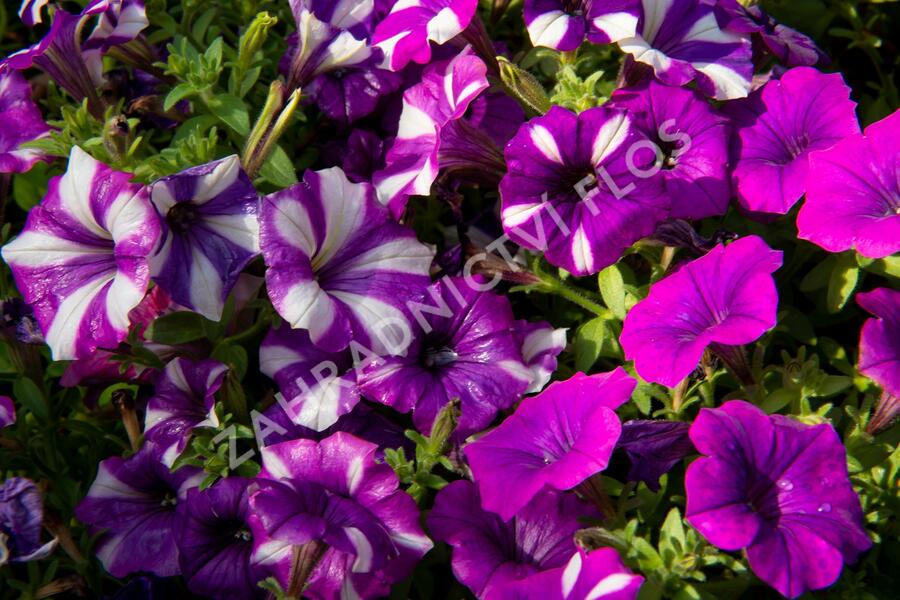 Petúnie 'Peppy Blue' - Petunia hybrida 'Peppy Blue'