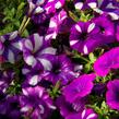 Petúnie 'Peppy Blue' - Petunia hybrida 'Peppy Blue'