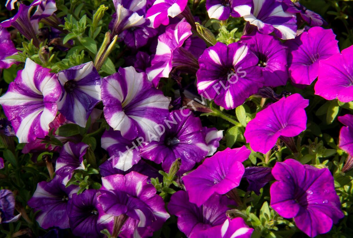 Petúnie 'Peppy Blue' - Petunia hybrida 'Peppy Blue'