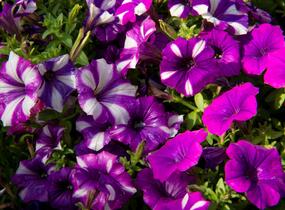 Petúnie 'Peppy Blue' - Petunia hybrida 'Peppy Blue'