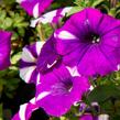 Petúnie 'Peppy Blue' - Petunia hybrida 'Peppy Blue'