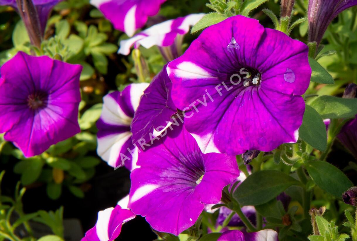 Petúnie 'Peppy Blue' - Petunia hybrida 'Peppy Blue'