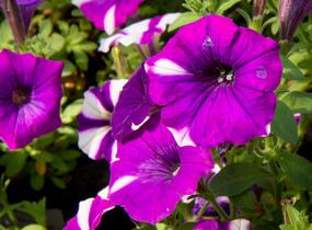 Petúnie 'Peppy Blue' - Petunia hybrida 'Peppy Blue'