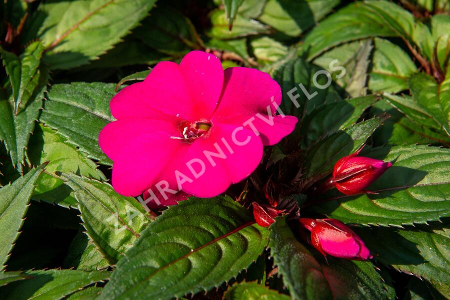 Netýkavka 'Sun Standing Purple' - Impatiens Neu-Guinea 'Sun Standing Purple'