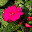 Netýkavka 'Sun Standing Purple' - Impatiens Neu Guinea 'Sun Standing Purple'
