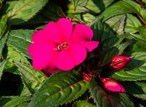 Netýkavka, balzamína 'Sun Standing Purple' - Impatiens Neu Guinea 'Sun Standing Purple'