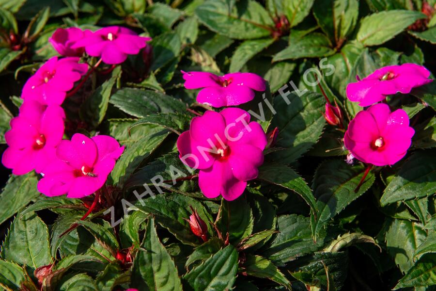 Netýkavka 'Sun Standing Lilac' - Impatiens Neu Guinea 'Sun Standing Lilac'