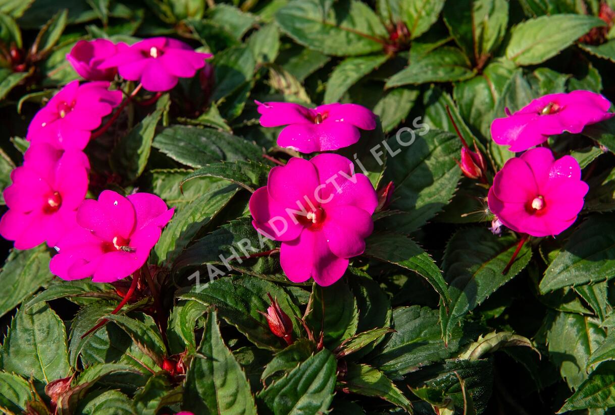 Netýkavka, balzamína 'Sun Standing Lilac' - Impatiens Neu Guinea 'Sun Standing Lilac'