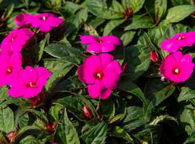 Netýkavka, balzamína 'Sun Standing Lilac' - Impatiens Neu Guinea 'Sun Standing Lilac'