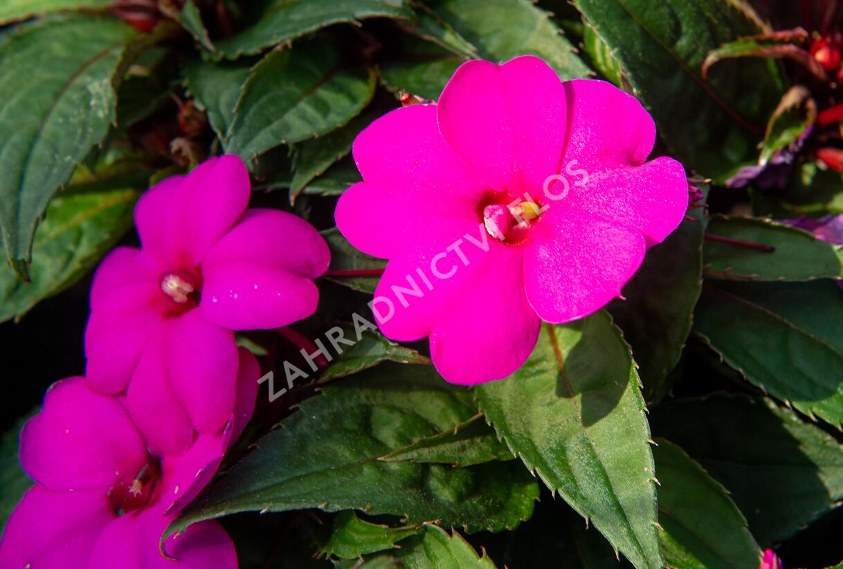 Netýkavka, balzamína 'Sun Standing Lilac' - Impatiens Neu Guinea 'Sun Standing Lilac'