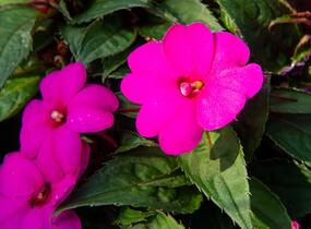 Netýkavka, balzamína 'Sun Standing Lilac' - Impatiens Neu Guinea 'Sun Standing Lilac'