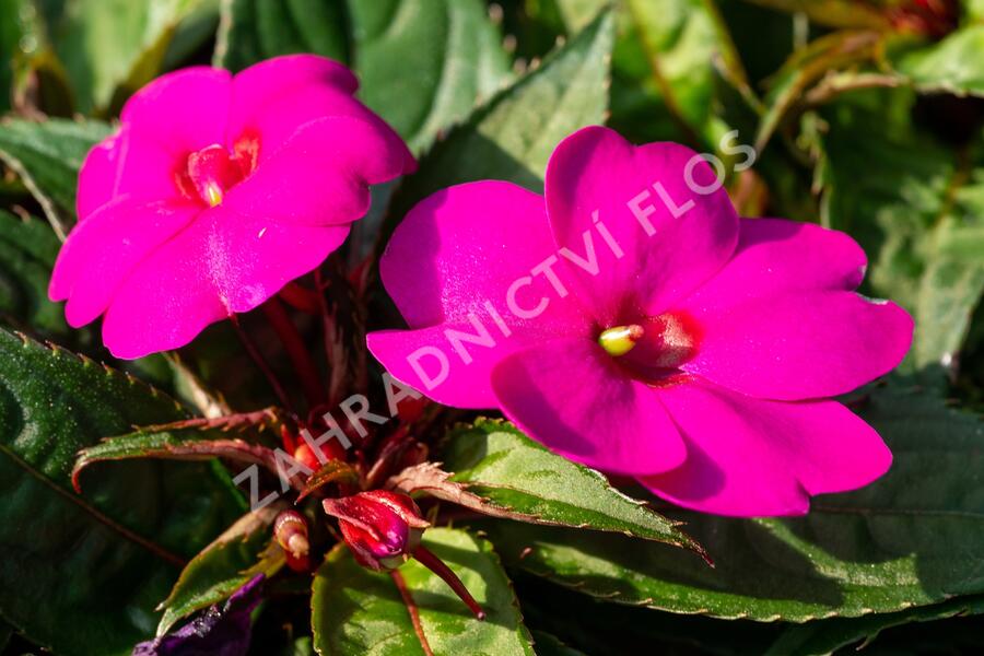 Netýkavka 'Sun Standing Lilac' - Impatiens Neu Guinea 'Sun Standing Lilac'