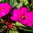 Netýkavka 'Sun Standing Lilac' - Impatiens Neu-Guinea 'Sun Standing Lilac'