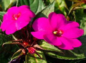 Netýkavka, balzamína 'Sun Standing Lilac' - Impatiens Neu Guinea 'Sun Standing Lilac'