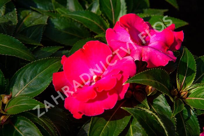Netýkavka, balzamína 'Magnum Hot Pink' - Impatiens Neu Guinea 'Magnum Hot Pink'