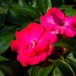 Netýkavka 'Roller Coaster Hot Pink' - Impatiens Neu-Guinea 'Roller Coaster Hot Pink'